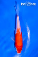 4" KOHAKU