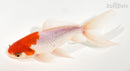 5.75" WAKIN GOLDFISH