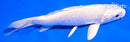6" PLATINUM OGON