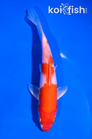 5.5" HARIWAKE