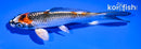 5.5" BENI GINGA
