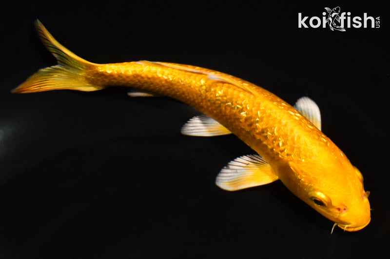 6.5" GINRIN YAMABUKI OGON