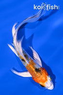 5" YAMATO NISHIKI BUTTERFLY