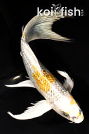 7.75" GINRIN KUJAKU BUTTERFLY