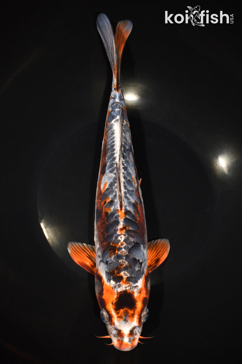 12" BENI KIKOKURYU