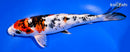 9.25" YAMATO NISHIKI