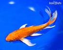 9" GINRIN ORENJI OGON BUTTERFLY