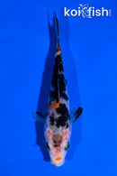 4.5" BENI MATSUKAWABAKE