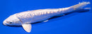 7.75" GINRIN DOITSU PLATINUM OGON