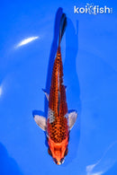 6" BENI GINGA