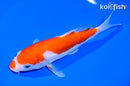 7" DOITSU KOHAKU