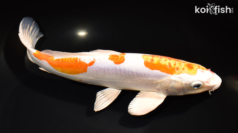 11.75" KIKUSUI