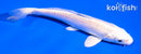 5" PLATINUM OGON