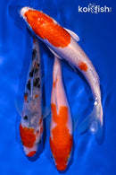 PACK OF (3) 5-6" STANDARD KOI