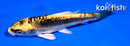 4" KIN KIKOKURYU