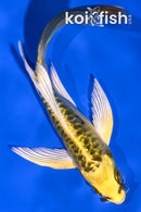 5.5" KIN KIKOKURYU BUTTERFLY