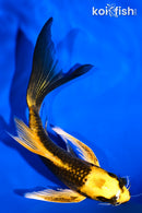 5.5" KI MATSUBA BUTTERFLY