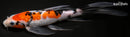 9" GINRIN SANKE BUTTERFLY