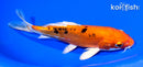 6.75" HEISEI NISHIKI