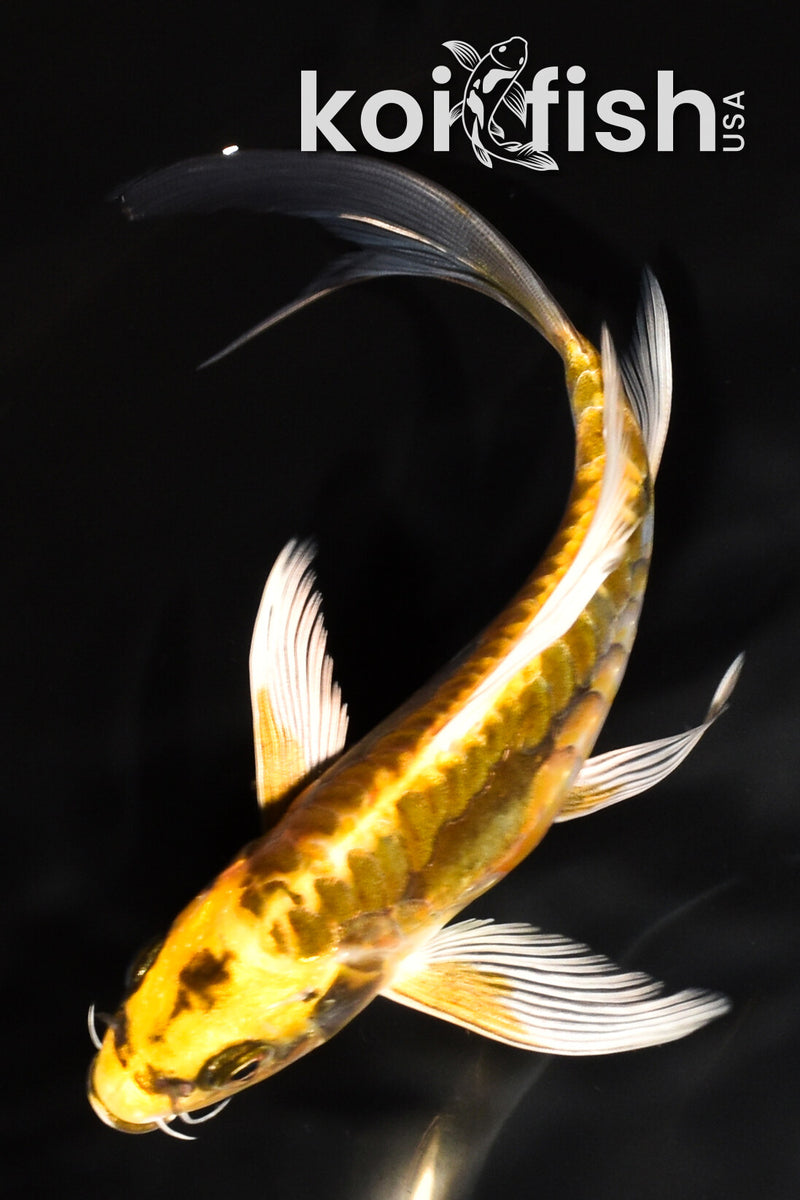 7" ARAGOKE KIN KIKOKURYU BUTTERFLY