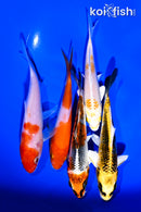PACK OF (5) 4-5" STANDARD KOI