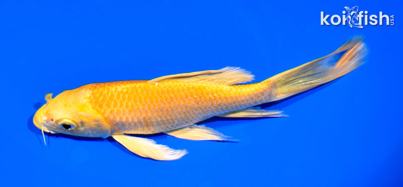 6.75" YAMABUKI OGON BUTTERFLY