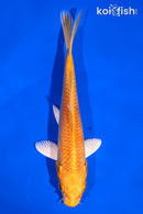 5.5" YAMABUKI OGON