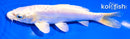6" DOITSU PLATINUM OGON