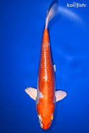 11.75" KIKUSUI