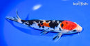 8.25" DOITSU SANKE