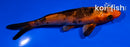 5" KIN HI UTSURI