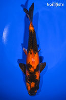7.75" KIN HI UTSURI