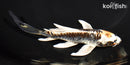 6.25" BENI KIKOKURYU BUTTERFLY