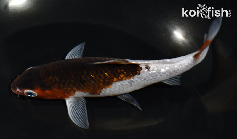 5.5" GINRIN GOROMO