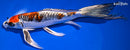 10.25" BENI KIKOKURYU BUTTERFLY