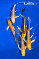 PACK OF (5) 5-6" BUTTERFLY KOI