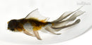 7" ORANDA GOLDFISH