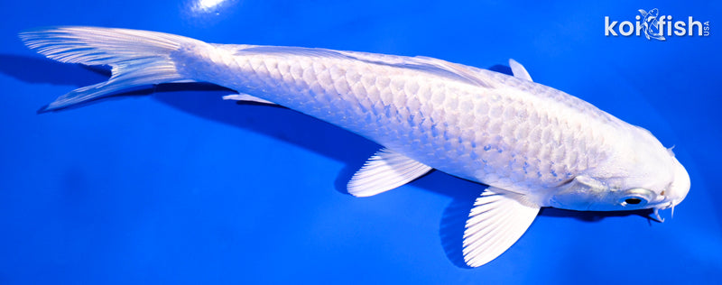 6.75" PLATINUM OGON