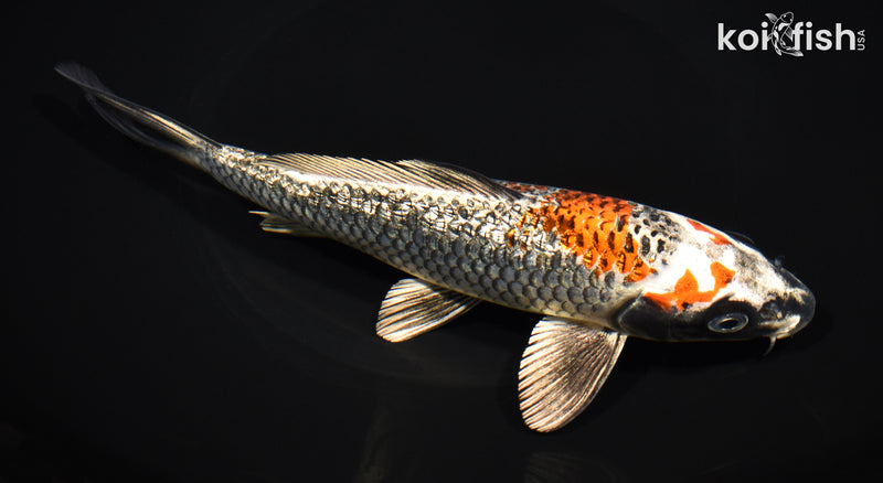 8" GINRIN BENI GINGA