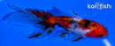 4.25" CALICO WATONAI GOLDFISH