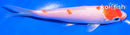 5.5" KUCHIBENI HARIWAKE