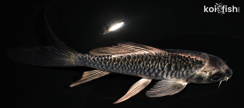 5.5" KIKOKURYU BUTTERFLY