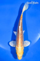 5.5" GINRIN YAMABUKI OGON