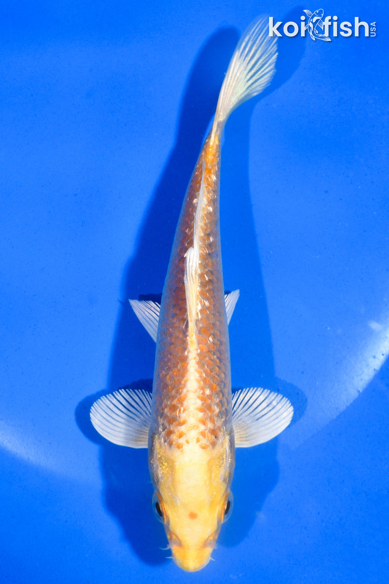 5.5" GINRIN YAMABUKI OGON