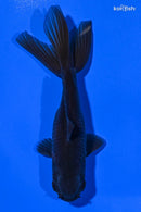 4.25" ORANDA GOLDFISH