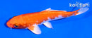 5" HARIWAKE