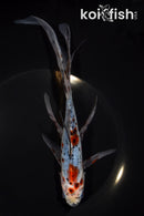 8.5" SHUBUNKIN GOLDFISH