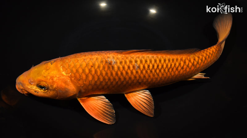 13.5" CHAGOI