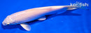 6" PLATINUM OGON