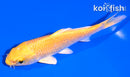 5" YAMABUKI OGON